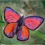 Animals and Flowers
